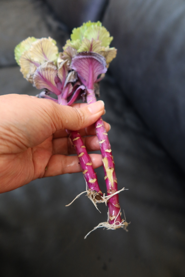 ファイル 7946-2.jpg