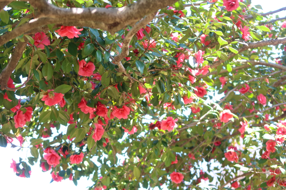 ファイル 7951-3.jpg