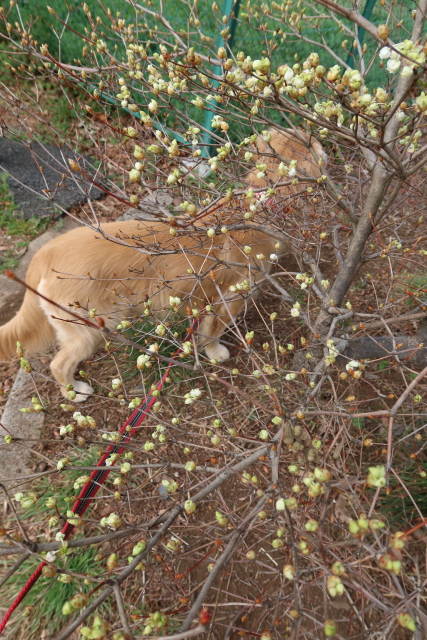 ファイル 7952-2.jpg