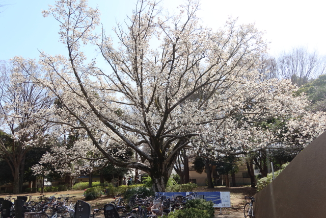 ファイル 7956-2.jpg