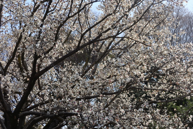 ファイル 7956-3.jpg