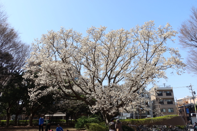 ファイル 7956-5.jpg