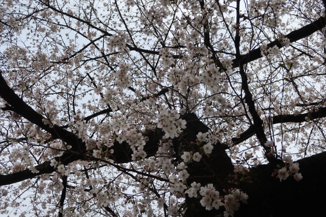 ファイル 7958-4.jpg