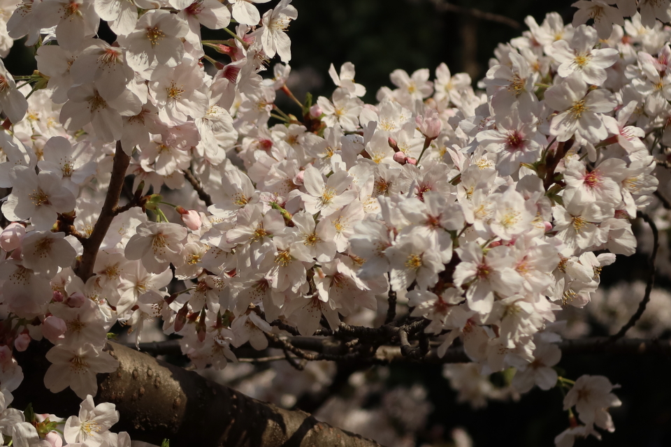 ファイル 7959-3.jpg