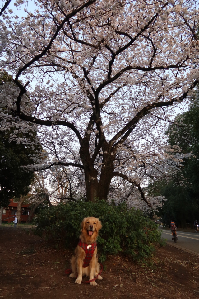 ファイル 7960-1.jpg