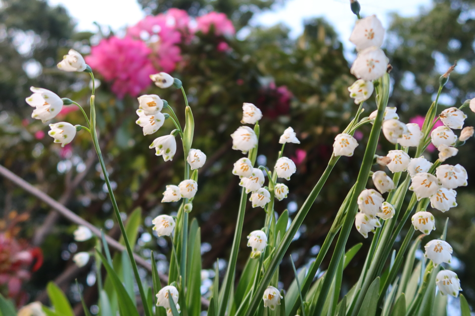 ファイル 7960-3.jpg