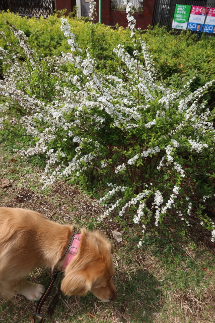 ファイル 7961-4.jpg