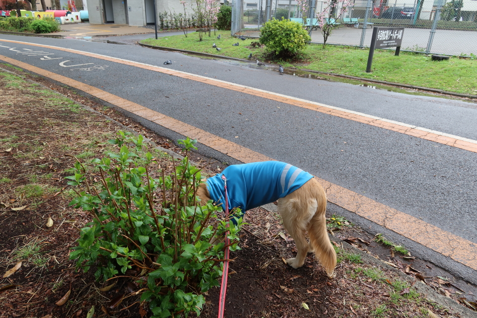 ファイル 7965-1.jpg