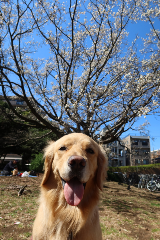 ファイル 7966-1.jpg