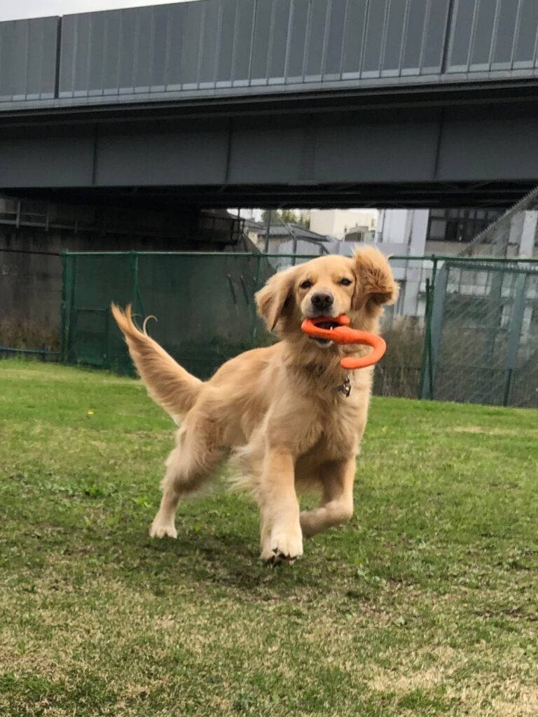 ファイル 7970-1.jpeg