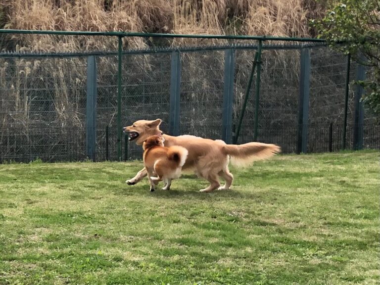 ファイル 7970-2.jpeg