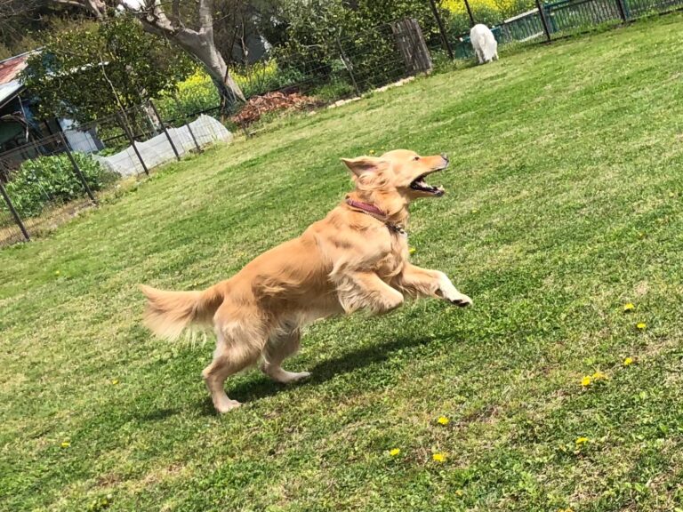 ファイル 7970-4.jpeg