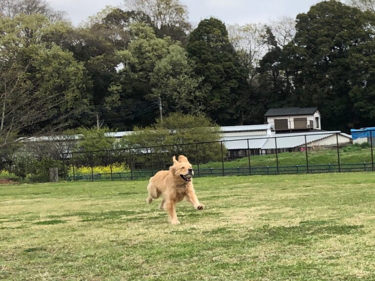 ファイル 7970-5.jpeg