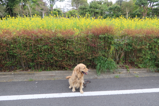 ファイル 7973-3.jpg