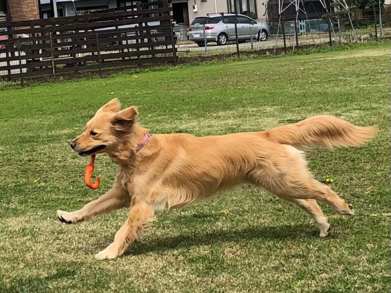 ファイル 7974-1.jpeg