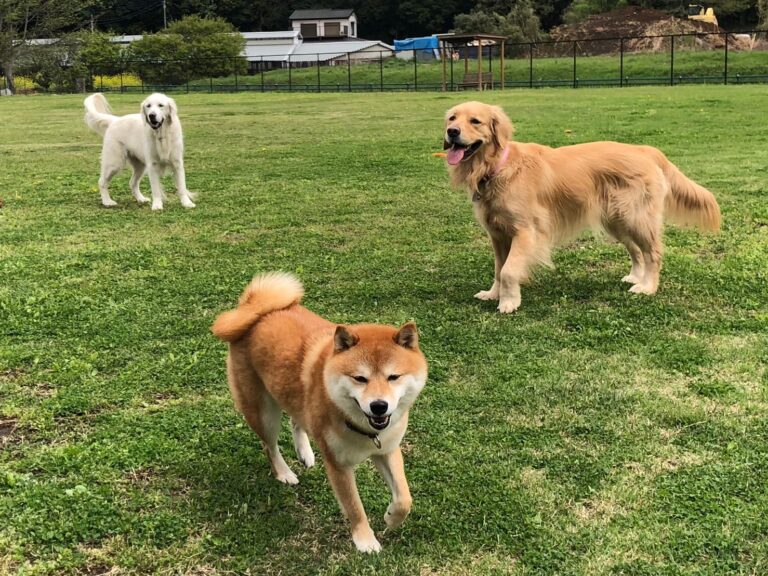 ファイル 7974-2.jpeg