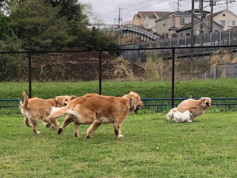 ファイル 7974-3.jpeg