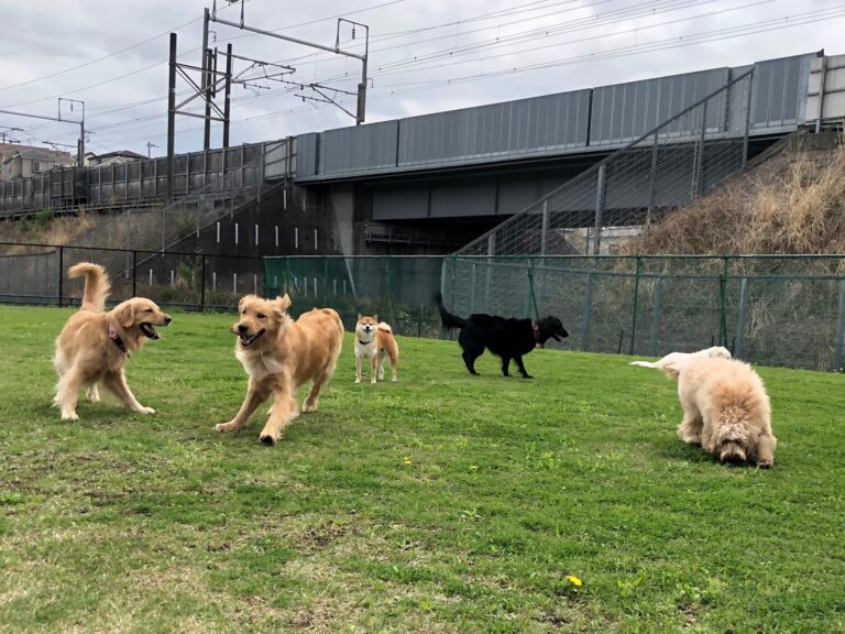 ファイル 7974-4.jpeg