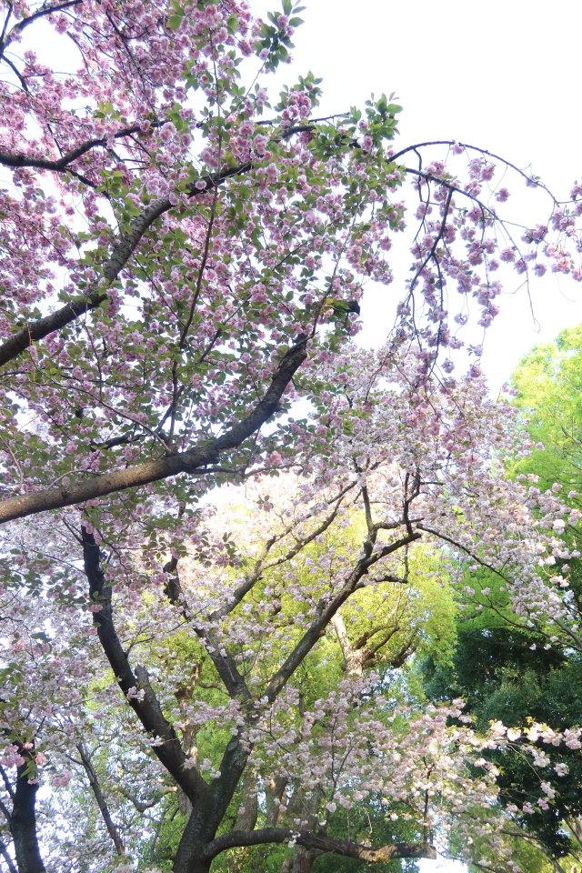 ファイル 7975-4.jpg