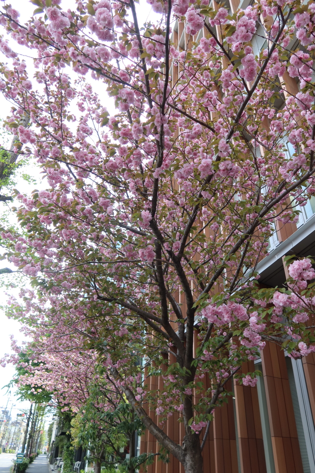 ファイル 7978-1.jpg