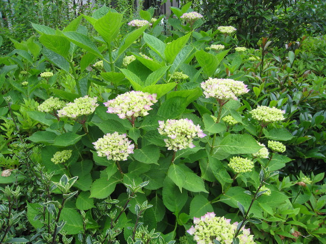 ファイル 798-4.jpg