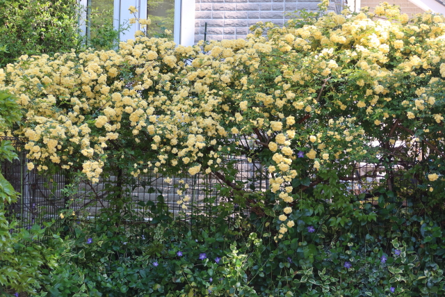 ファイル 7980-4.jpg