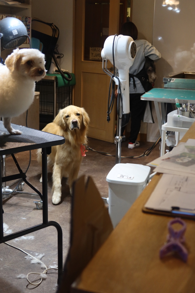 ファイル 7981-1.jpg