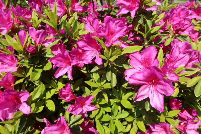 ファイル 7981-4.jpg