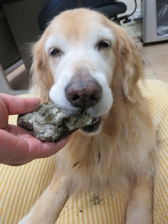 ファイル 7984-3.jpg