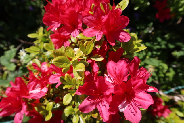 ファイル 7986-4.jpg