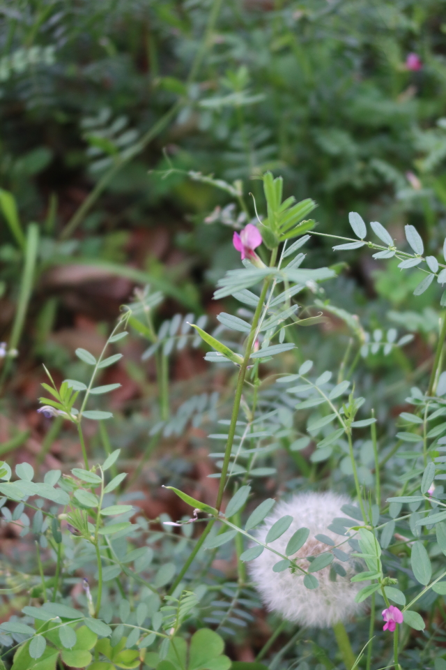 ファイル 7987-2.jpg