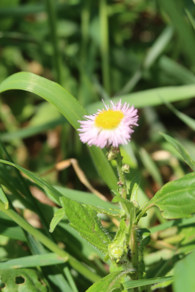 ファイル 7987-3.jpg