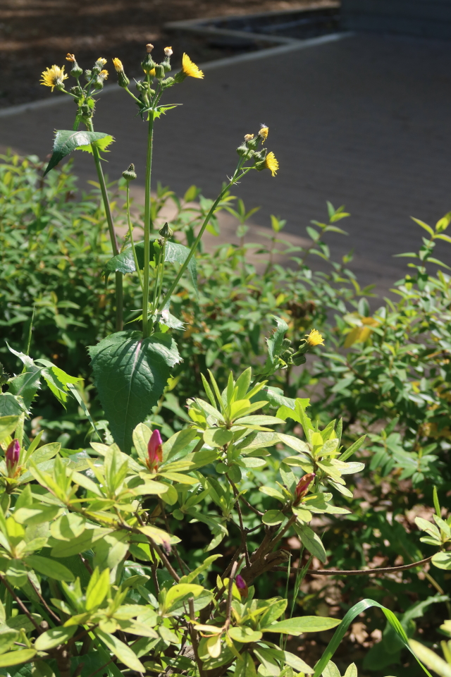 ファイル 7987-4.jpg