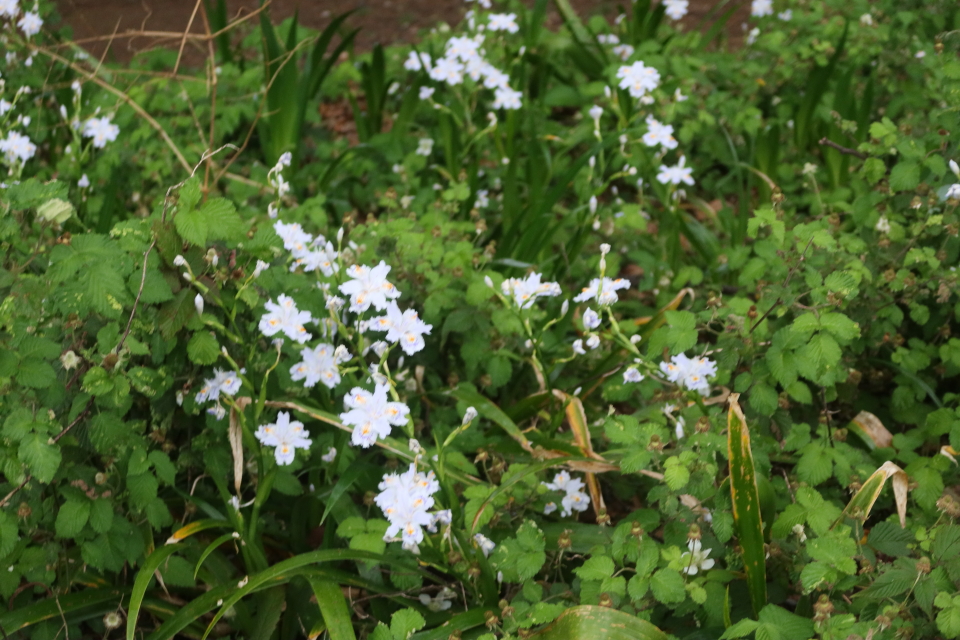 ファイル 7987-5.jpg