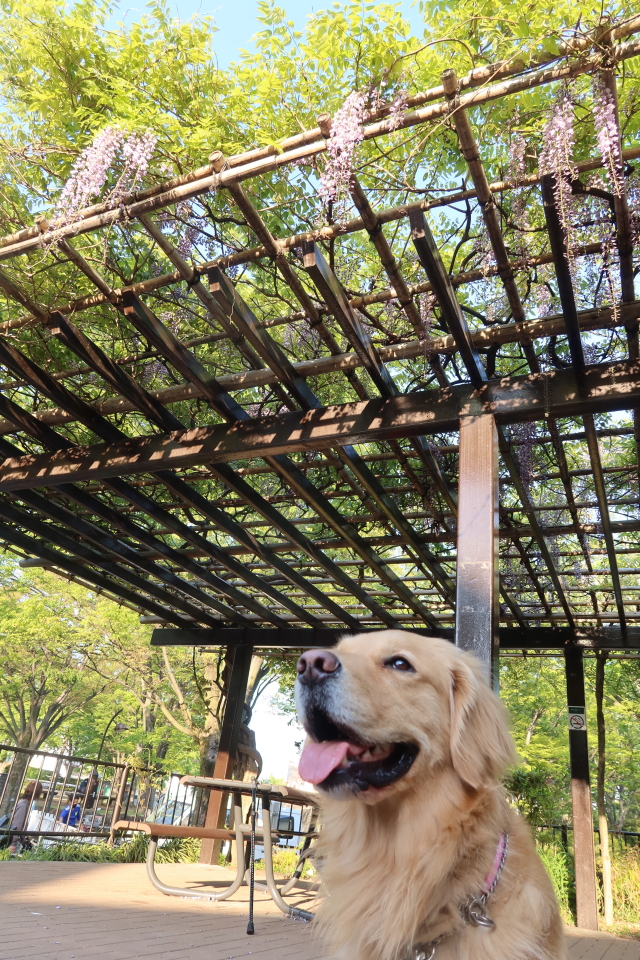 ファイル 7988-4.jpg