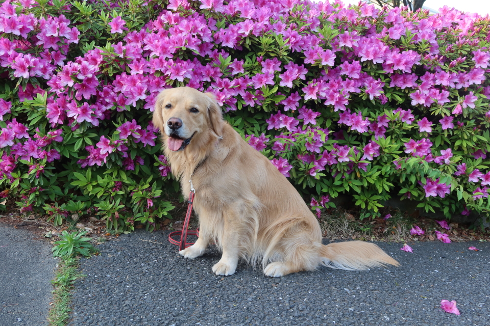 ファイル 7989-1.jpg