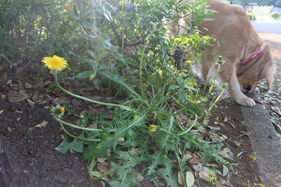 ファイル 7989-2.jpg