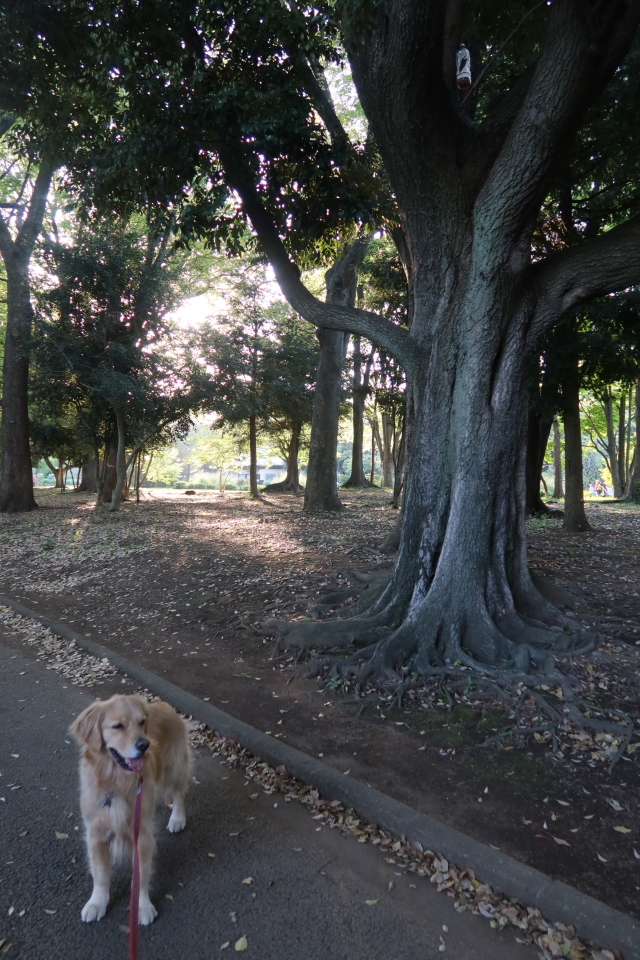 ファイル 7993-1.jpg