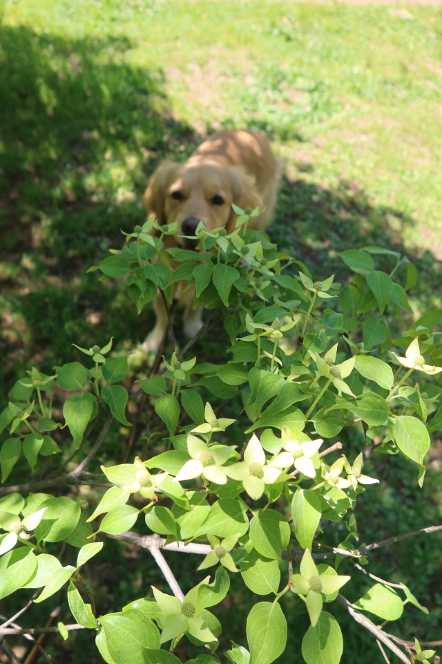 ファイル 7996-4.jpg