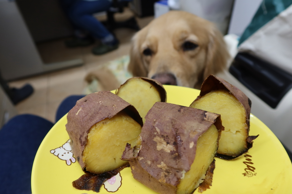 ファイル 7996-5.jpg