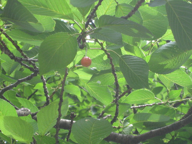 ファイル 800-5.jpg