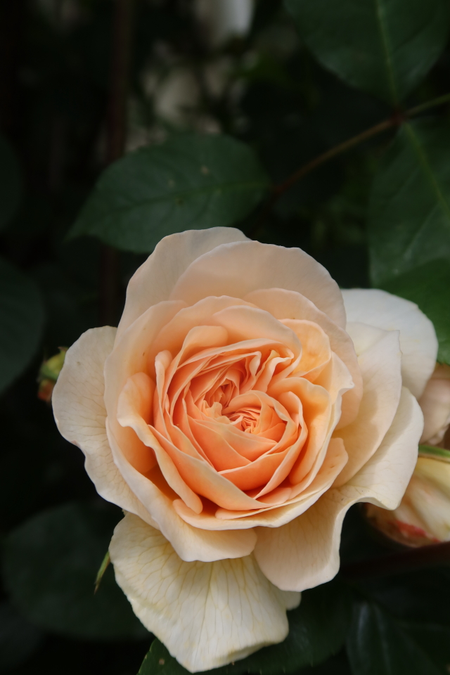 ファイル 8002-3.jpg