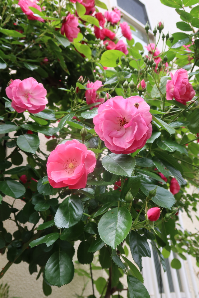 ファイル 8002-4.jpg