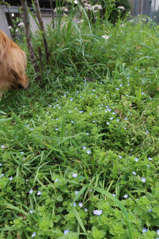 ファイル 8004-1.jpg