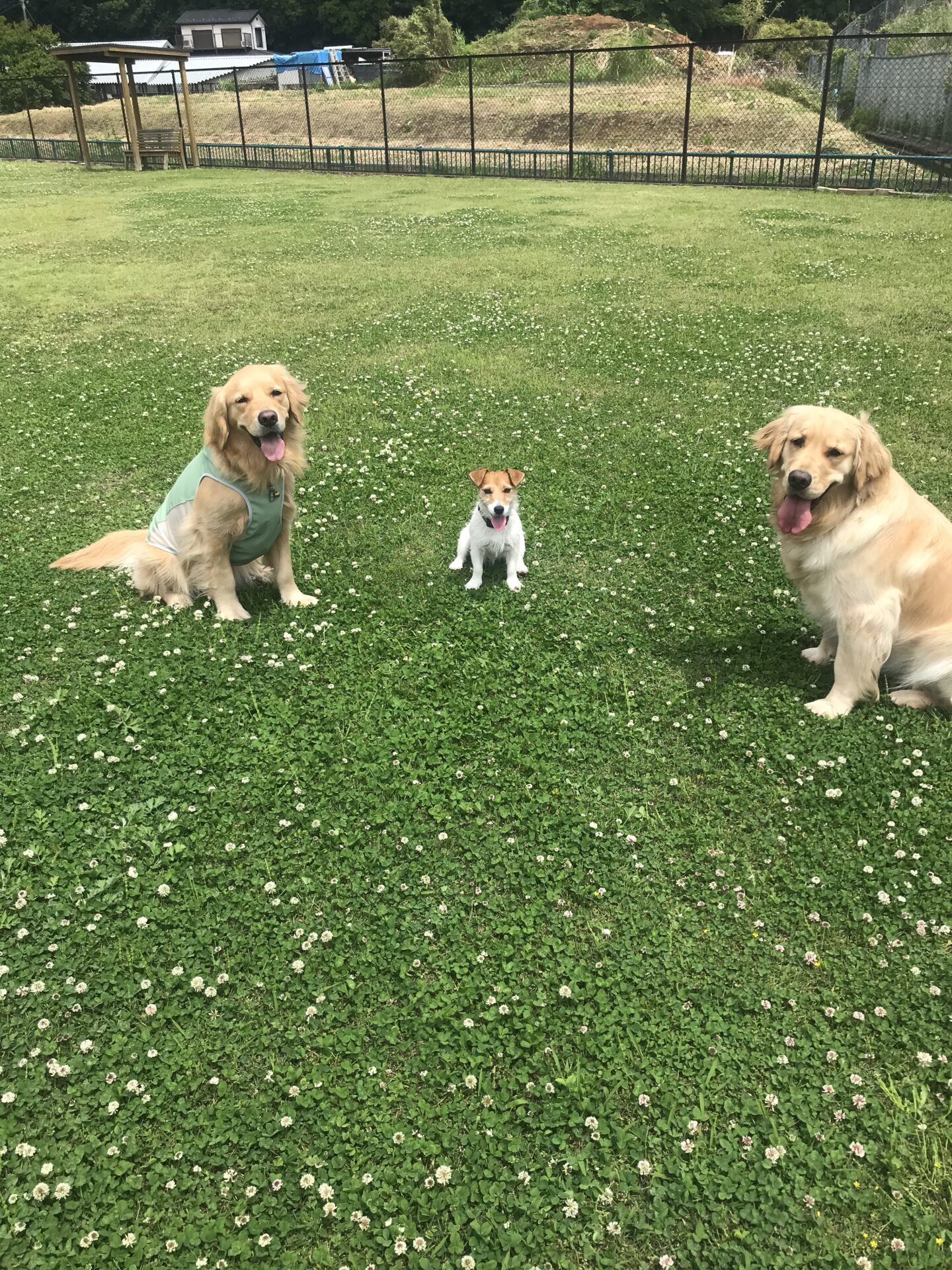 ファイル 8009-1.jpeg