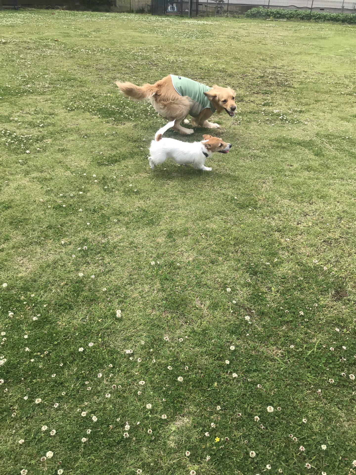 ファイル 8009-5.jpeg