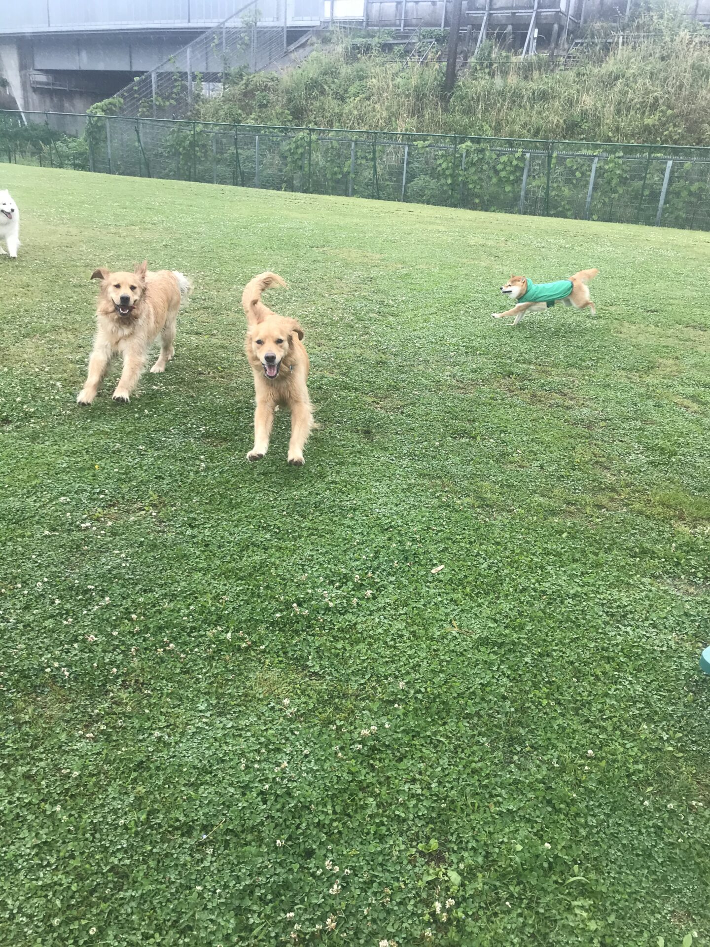 ファイル 8010-1.jpeg