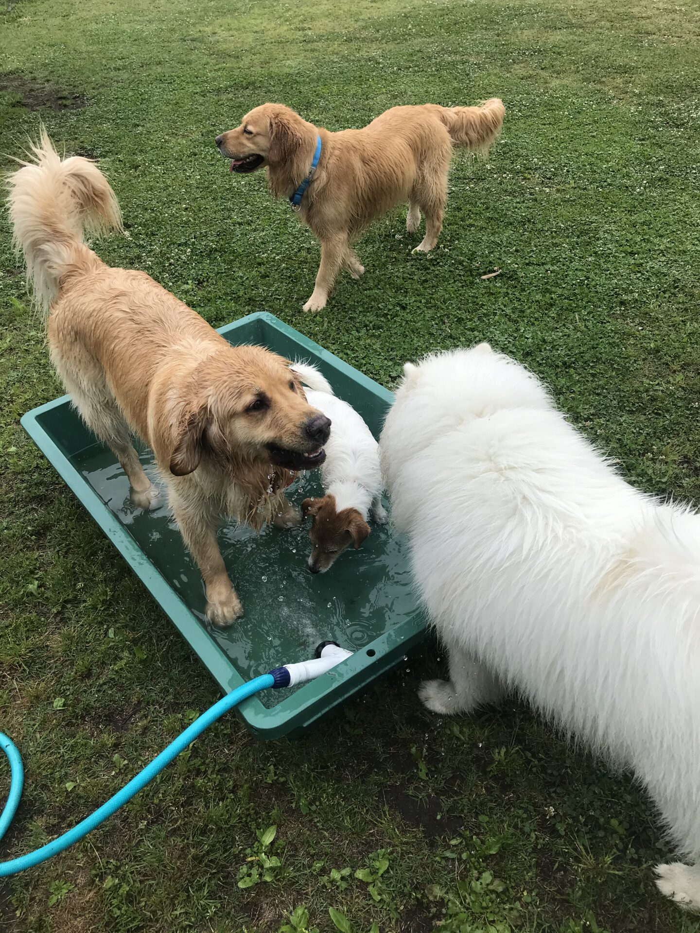 ファイル 8010-4.jpeg