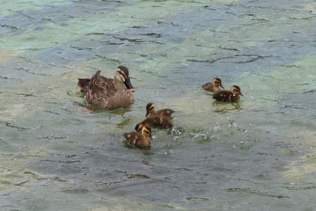 ファイル 8012-5.jpg