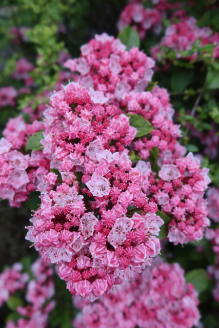 ファイル 8013-1.jpg